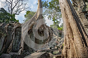 Ruins of Ta Prohm - Angkor Wat - Cambodia