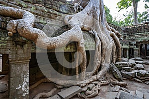 Ruins of Ta Prohm - Angkor Wat - Cambodia