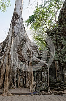Ruins of Ta Prohm, Cambodia photo