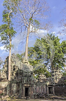 Ruins of Ta Prohm in Siem Reap, Cambodia. photo