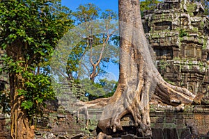 Ruins of Ta Prohm temple in Angkor complex, Cambodia