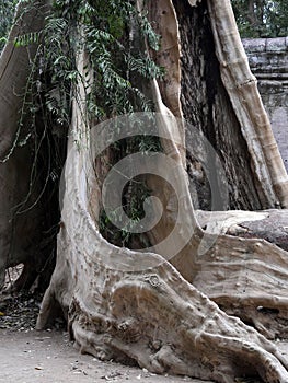 Ruins at Ta Prohm Temple, Siem Reap Province, Angkor\'s Temple Complex Site listed as World Heritage by Unesco, built in