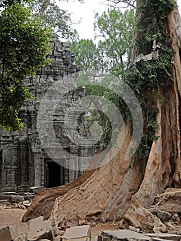 Ruins at Ta Prohm Temple, Siem Reap Province, Angkor\'s Temple Complex Site listed as World Heritage by Unesco , built in