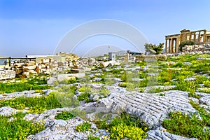 Ruins Temple Erechtheion Yellow Wildflowers Acropolis Athens Greece