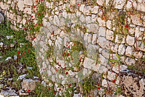 Ruins Temple of Serapis in Jerusalem