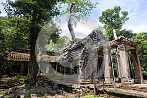 Ruins and tetrameles at Ta prohm temple