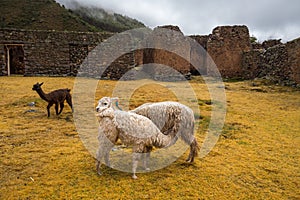 Ruins of the village of Pumamarka (Puma Marka) and llamas. Peru