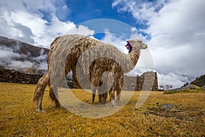 Ruins of the village of Pumamarka (Puma Marka) and llamas. Peru