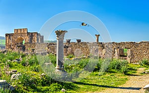 Ruins of Volubilis, a Berber and Roman city in Morocco