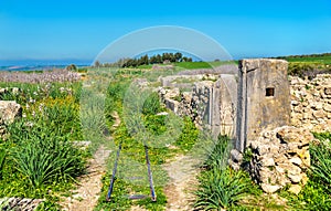 Ruins of Volubilis, a Berber and Roman city in Morocco