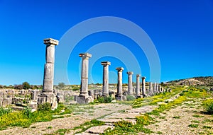 Ruins of Volubilis, a Berber and Roman city in Morocco