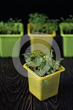 Rukkola growing in a pot