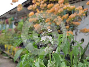 Ruku-ruku is a herbaceous plant belonging to the family Lamiaceae and comes from parts of India and Southeast Asia