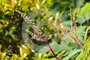 Ruku ruku or Ocimum tenuiflorum Linne is a herbaceous plant that belongs to the Lamiaceae family and is native to parts of India