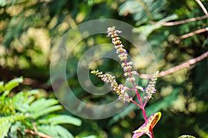 Ruku ruku or Ocimum tenuiflorum Linne is a herbaceous plant that belongs to the Lamiaceae family and is native to parts of India