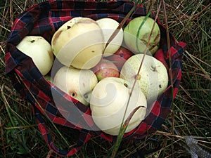 Rular apples