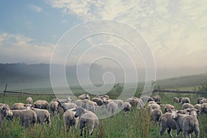 Rular landscape and eating sheeps