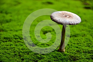 Rule third of wild mushroom on green moss. Landscape of a beautiful mushroom in a natural background