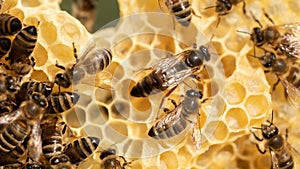 Ruler of the Hive: Witnessing the Power of the Bee's Matron