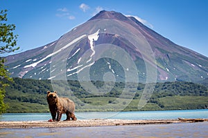 Ruling the landscape, brown bears of Kamchatka