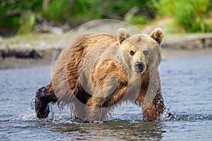 Ruling the landscape, brown bears of Kamchatka.