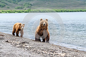 Ruling the landscape, brown bears of Kamchatka