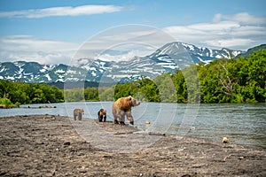 Ruling the landscape, brown bears of Kamchatka Ursus arctos beringianus