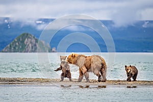 Ruling the landscape, brown bears of Kamchatka Ursus arctos beringianus