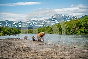 Ruling the landscape, brown bears of Kamchatka Ursus arctos beringianus photo