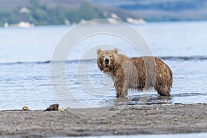 Ruling the landscape, brown bears of Kamchatka photo