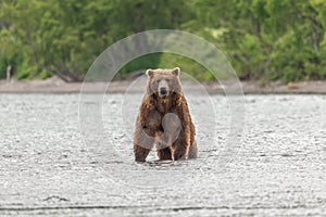 Ruling the landscape, brown bears of Kamchatka photo