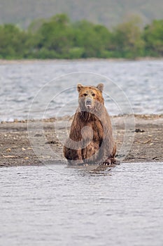 Ruling the landscape, brown bears of Kamchatka photo