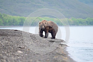 Ruling the landscape, brown ears of Kamchatka