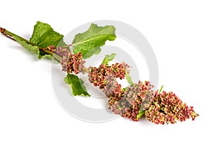 Rumex