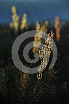 Rumex acetosa, also known as common sorrel at sunrise light.