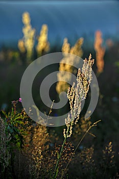 Rumex acetosa, also known as common sorrel at sunrise light.