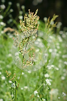 Rumex acetosa - Sorrel