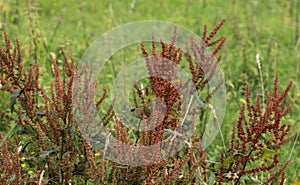 Rumex acetosella, commonly known as red sorrel, sheep& x27;s sorrel, field sorrel and sour weed plant