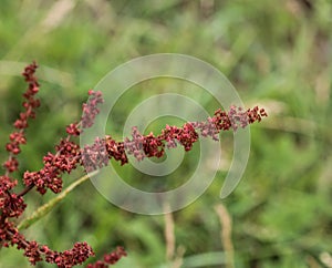 Rumex acetosella, commonly known as red sorrel, sheep& x27;s sorrel, field sorrel and sour weed plant