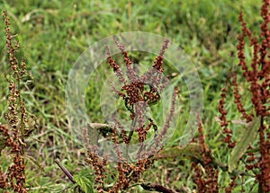 Rumex acetosella, commonly known as red sorrel, sheep& x27;s sorrel, field sorrel and sour weed plant