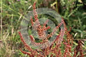 Rumex acetosella, commonly known as red sorrel, sheep& x27;s sorrel, field sorrel and sour weed plant