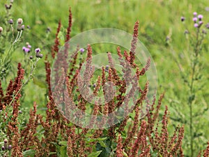 Rumex acetosella, commonly known as red sorrel, sheep& x27;s sorrel, field sorrel and sour weed plant