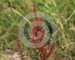 Rumex acetosella, commonly known as red sorrel, sheep& x27;s sorrel, field sorrel and sour weed plant