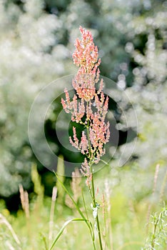 Rumex Acetosella in the Meadow