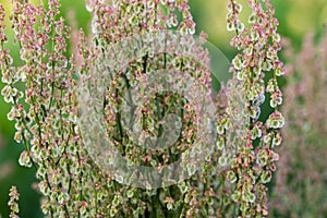 Rumex acetosella,  red sorrel, sheep`s sorrel, field sorrel or sour weed flowers