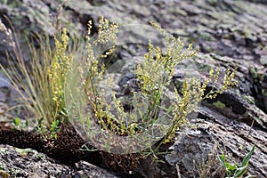 Rumex acetosella - Wild plant shot in the spring