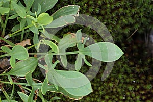 Rumex acetosella - Wild plant shot in the spring