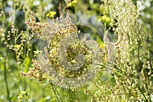 Rumex confertus is a flowering plant species in the family Polygonaceae