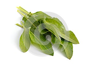 Rumex confertus.Green leaves. Isolated on white background