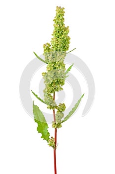 Rumex confertus plant